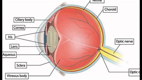 anatomy of eye quizlet